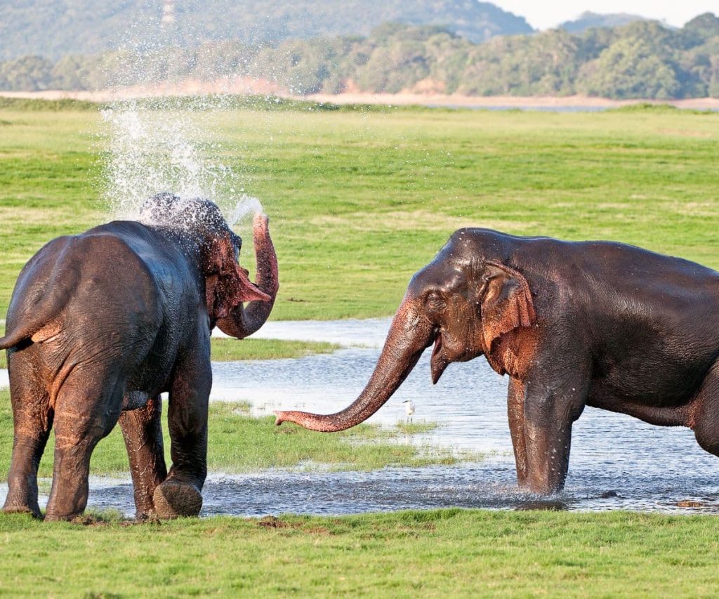 Minneriya National Park
