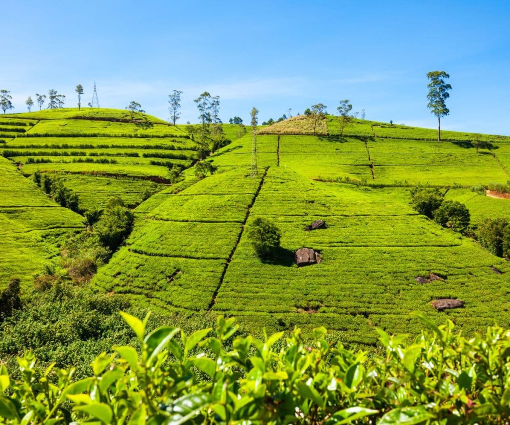 Nuwara Eliya And Tea Garden