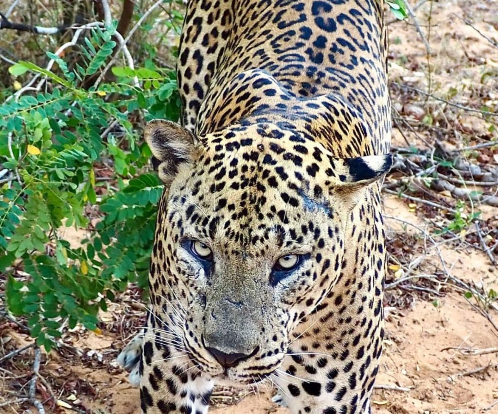 Yala National Park